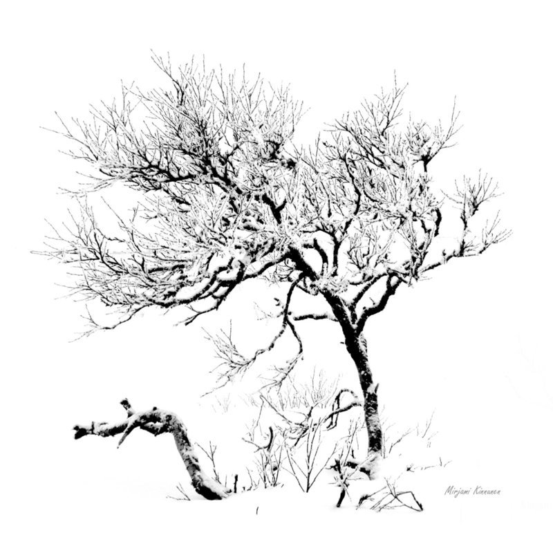 &quot;Tunturikoivu&quot;, 14,8x14,8cm kortti