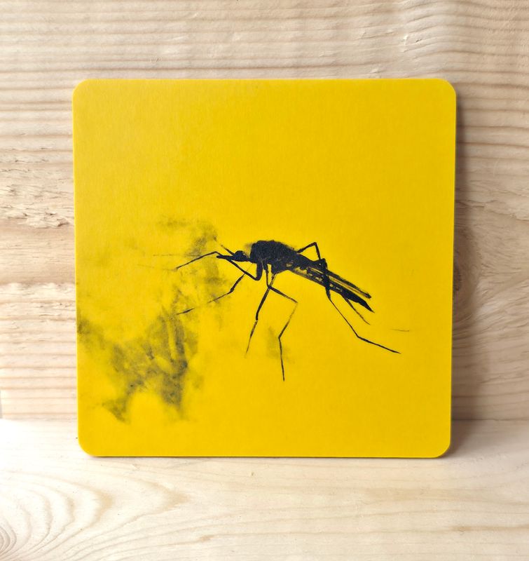 Uutta! Koivuinen lasinalunen "Sääski" 10x10cm.