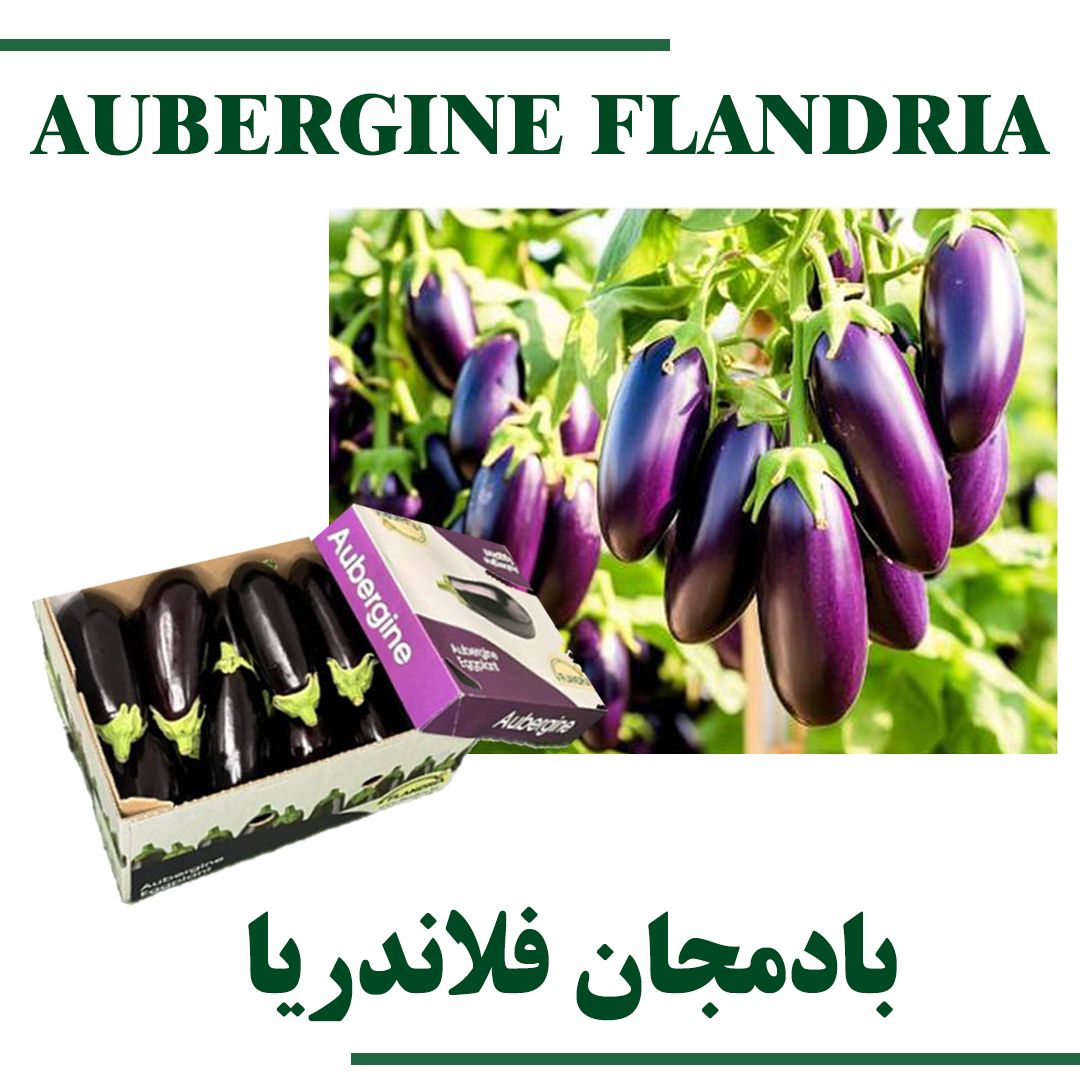 Aubergine flandria