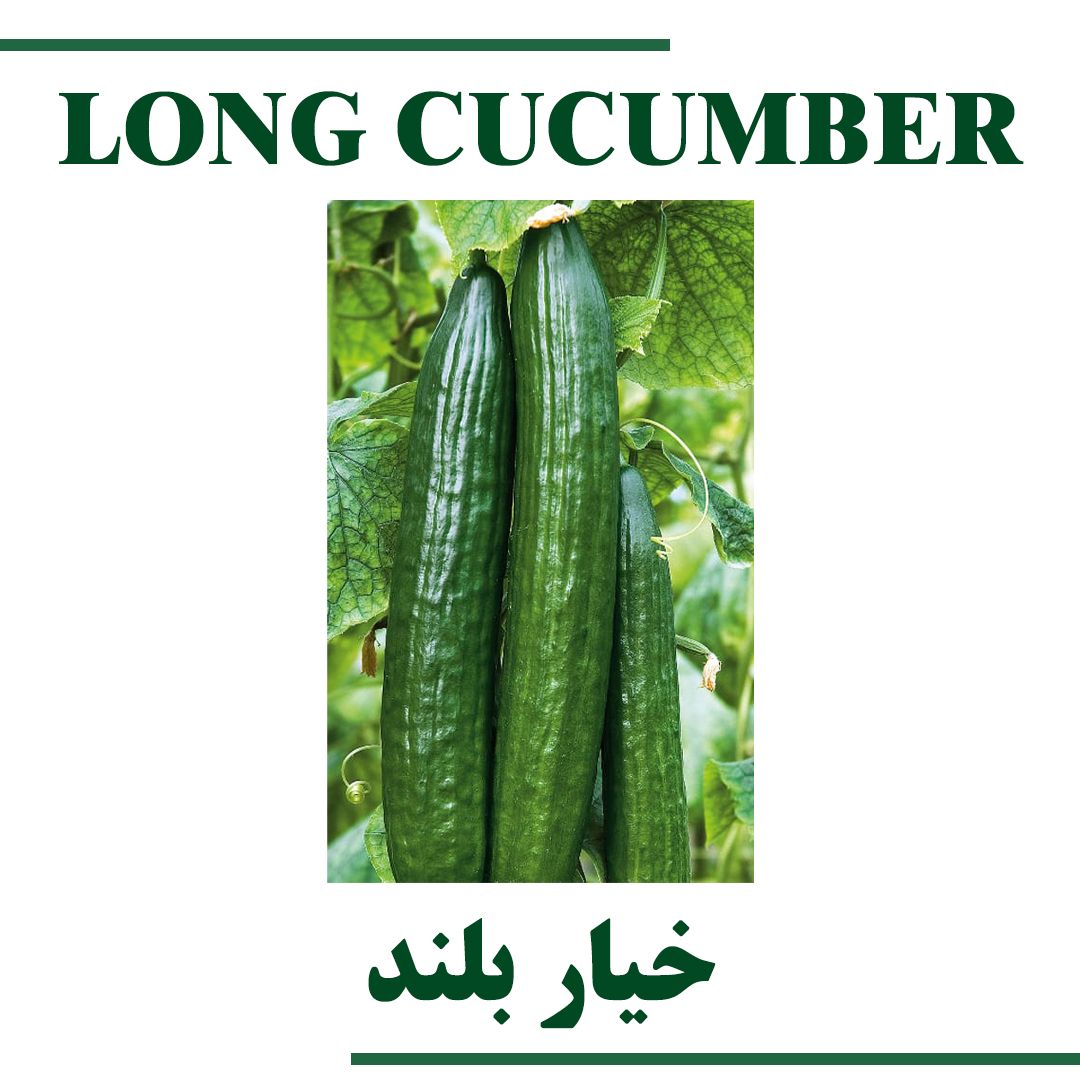 Long Cucumber