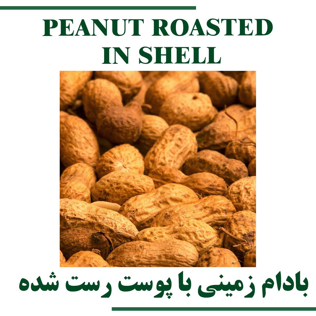 PEANUT ROASTED IN SHELL