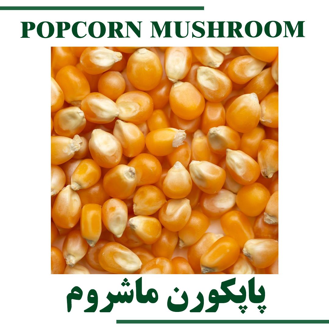 POPCORN MUSHROOM