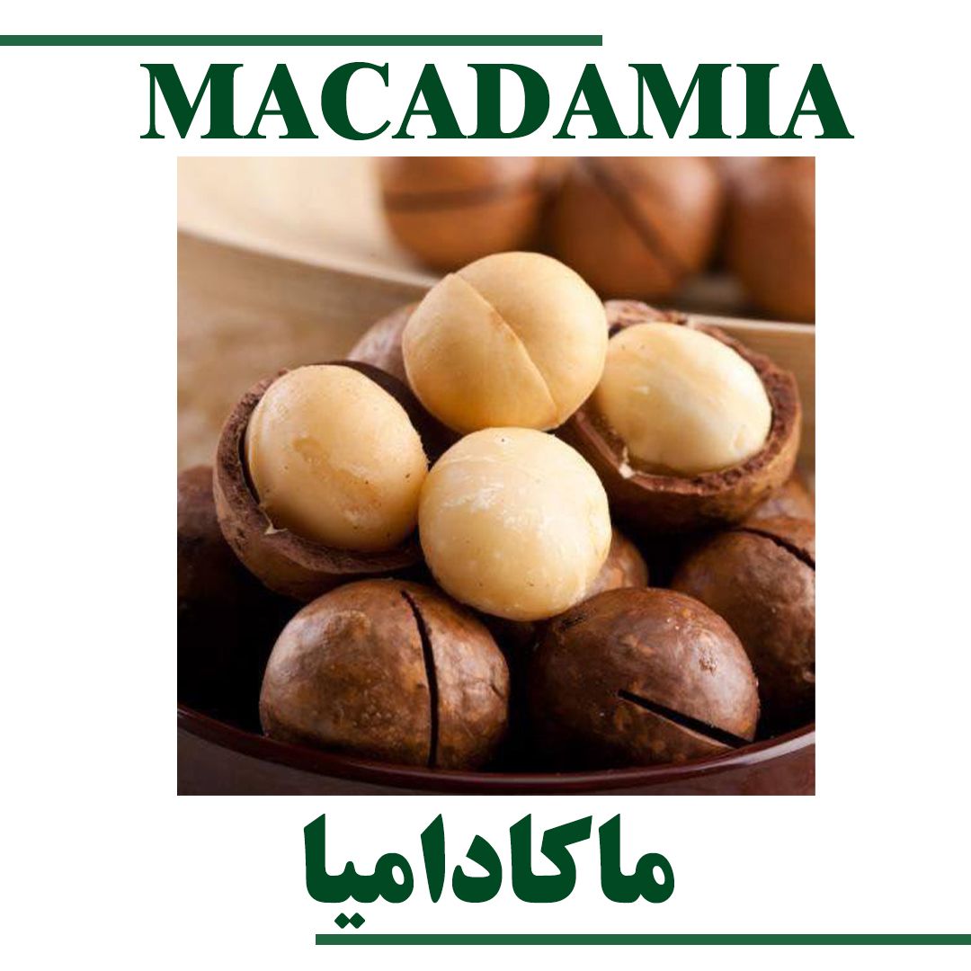 Macadamia