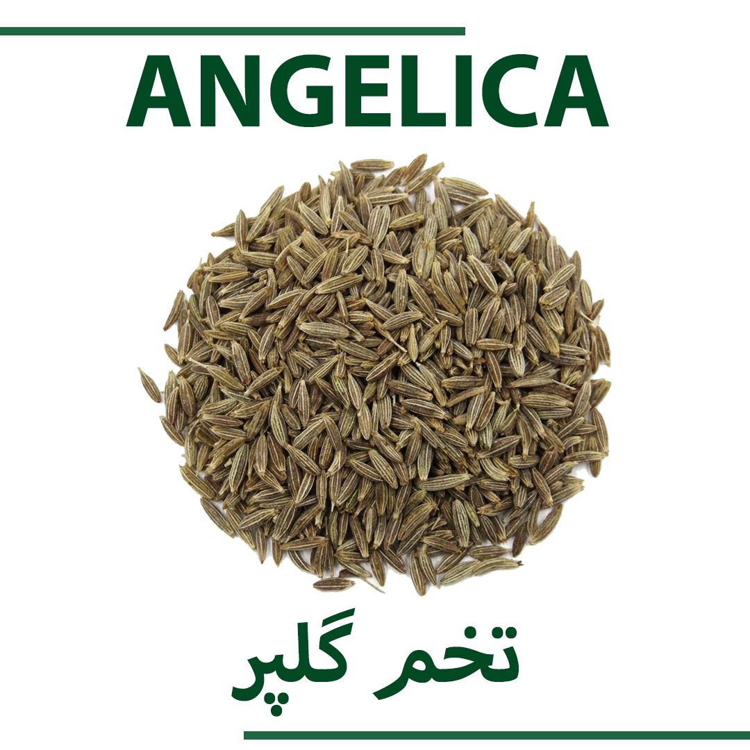 ANGELICA SEED