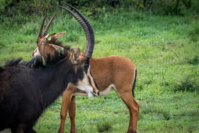 Chobe Day Trip