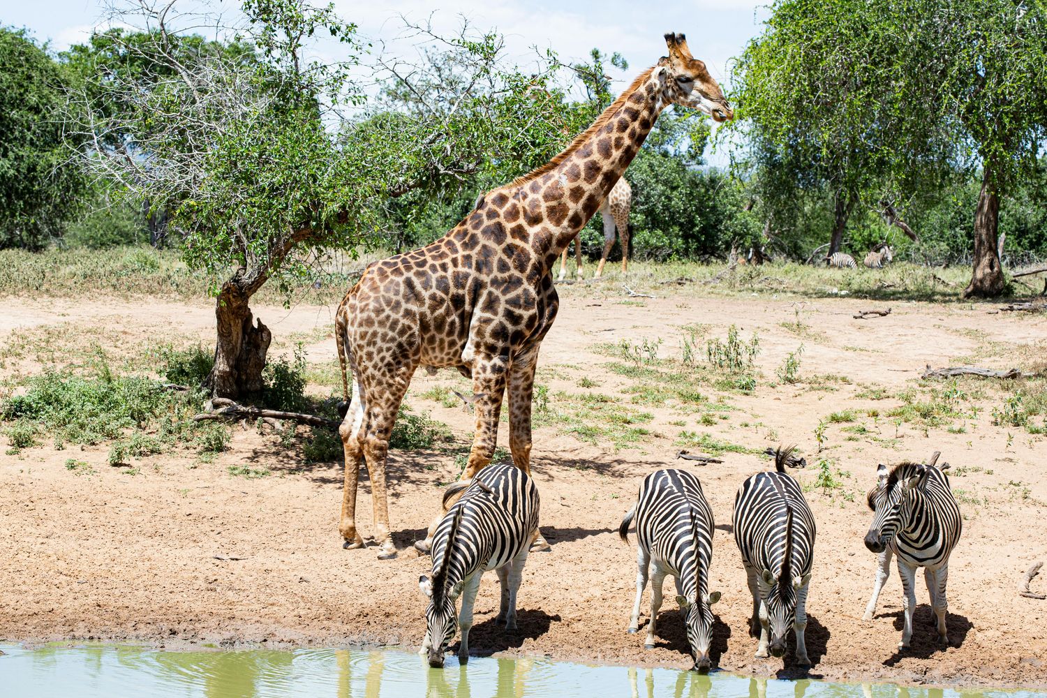 Game Drive &amp; Rhino Walk
