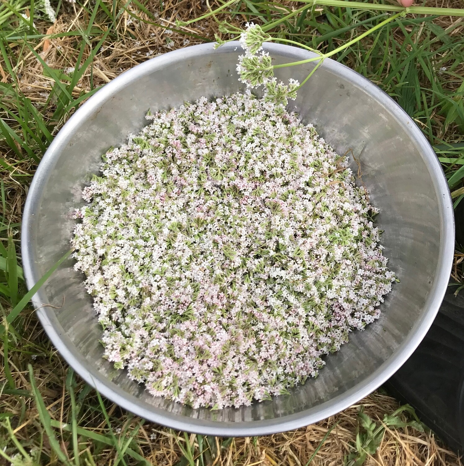 BD #507 Valerian (Valeriana officinalis) BD Compost Preparation / Frost Protection