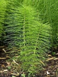 BD #508 Horsetail Herb (Equisetum arvense) BD Spray Preparation
