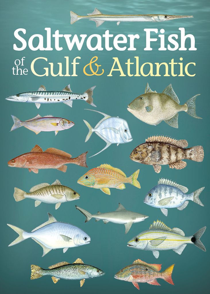 SALTWATER FISH CARDS