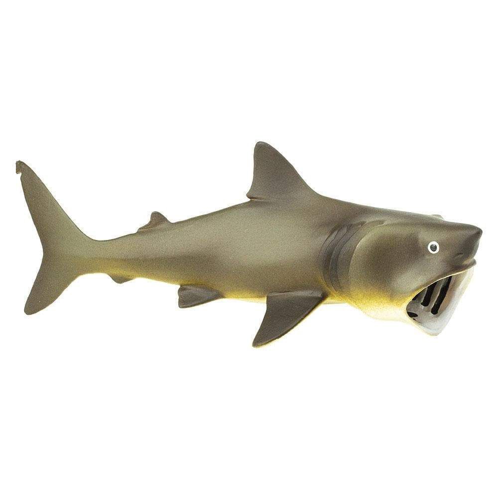 Basking Shark Safari