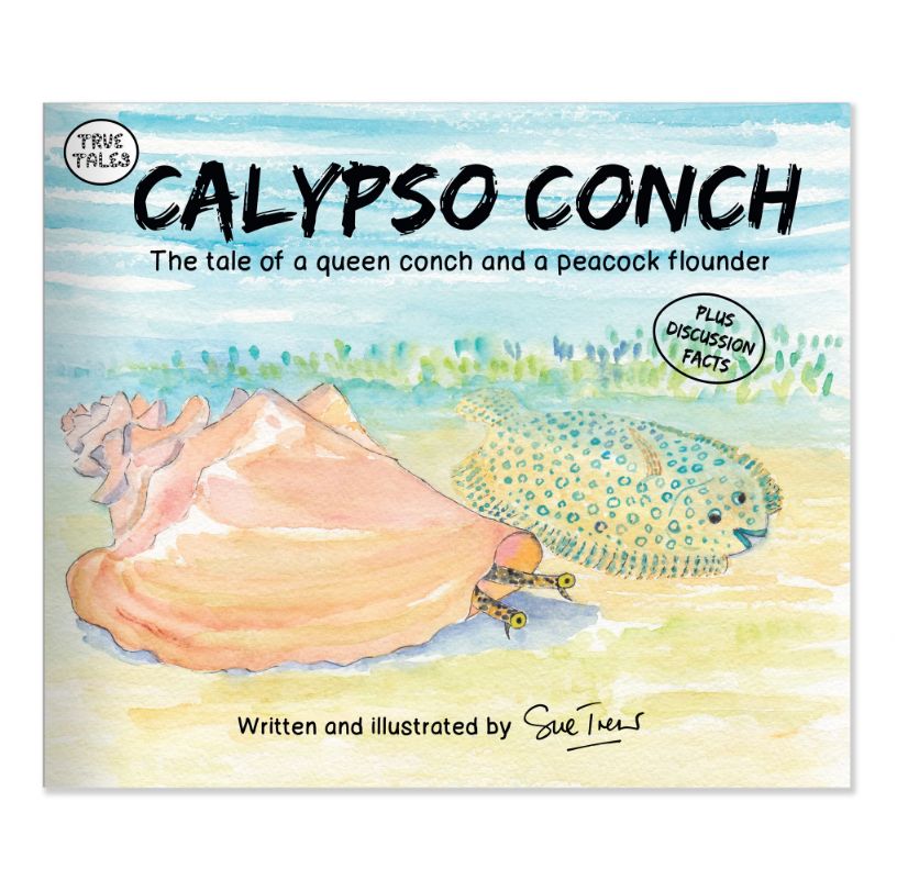 Calypso Conch/12
