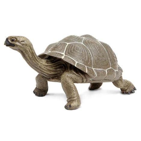 Incredible Tortoise, LG/260729