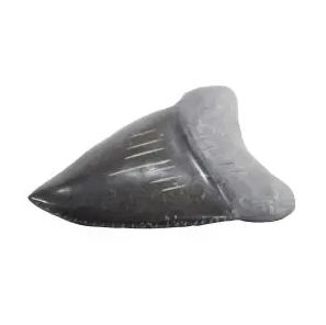 Shark Tooth, 4"/MMT-4/4