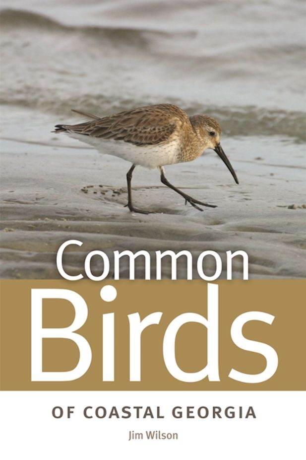 COMMON BIRDS OF COASTAL GA