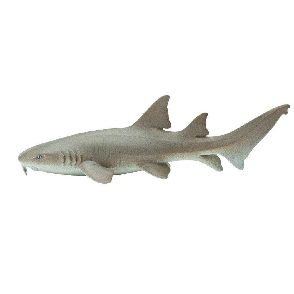 Nurse Shark Safari