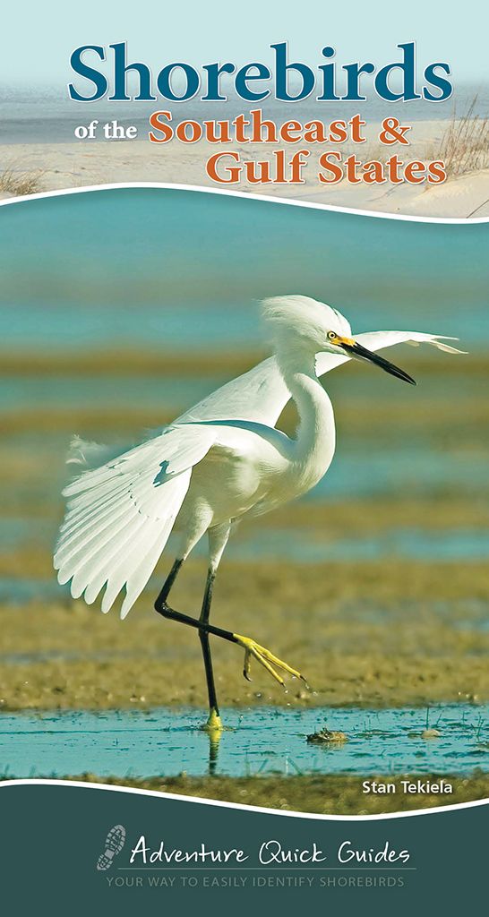Shorebirds of Southern/Gulf States