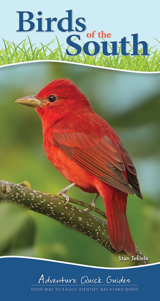 Birds of the South