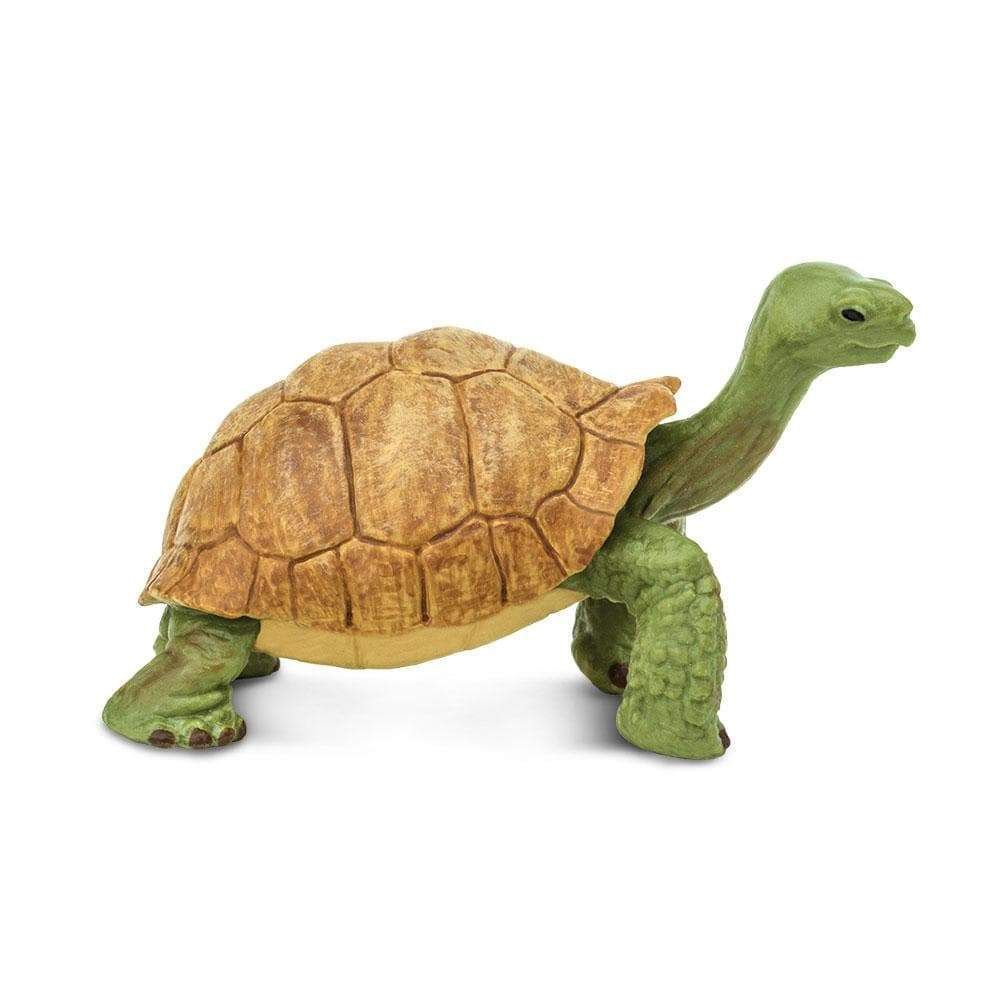 Giant Tortoise Safari