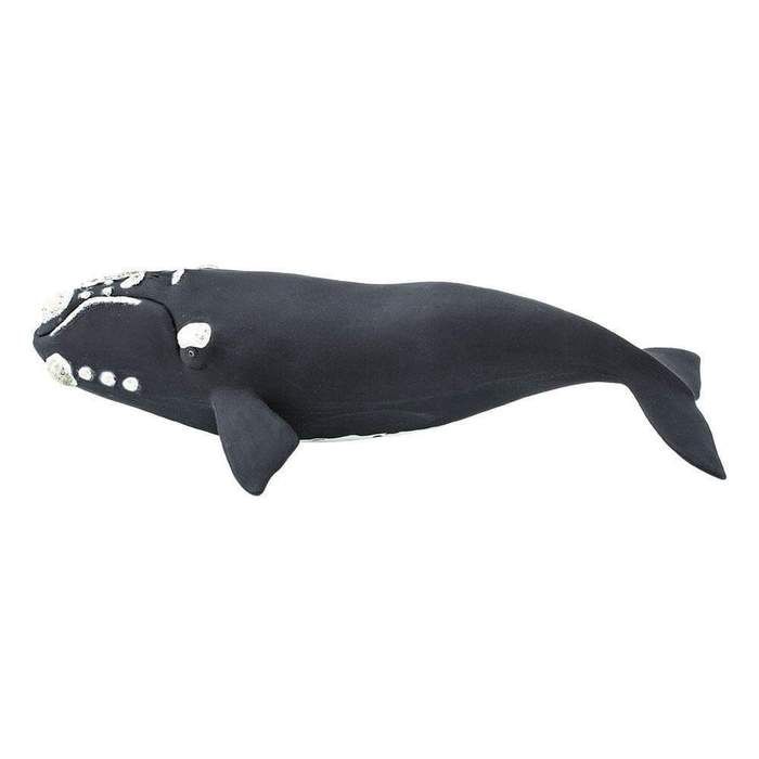 Right Whale Model