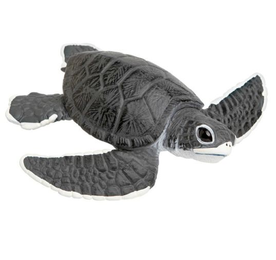 Incredible Sea Turtle Baby/268129