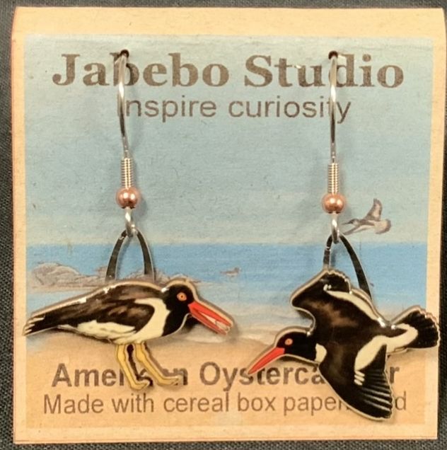 American Oystercatcher ER/132B