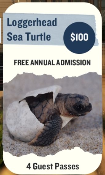 Sea Turtle Family Membership