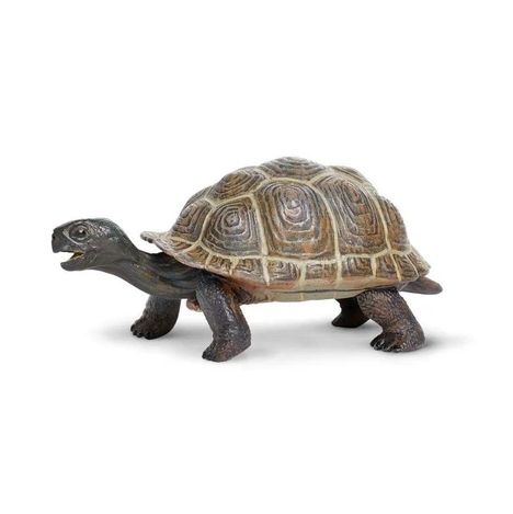 Incredible Tortoise Baby/260829