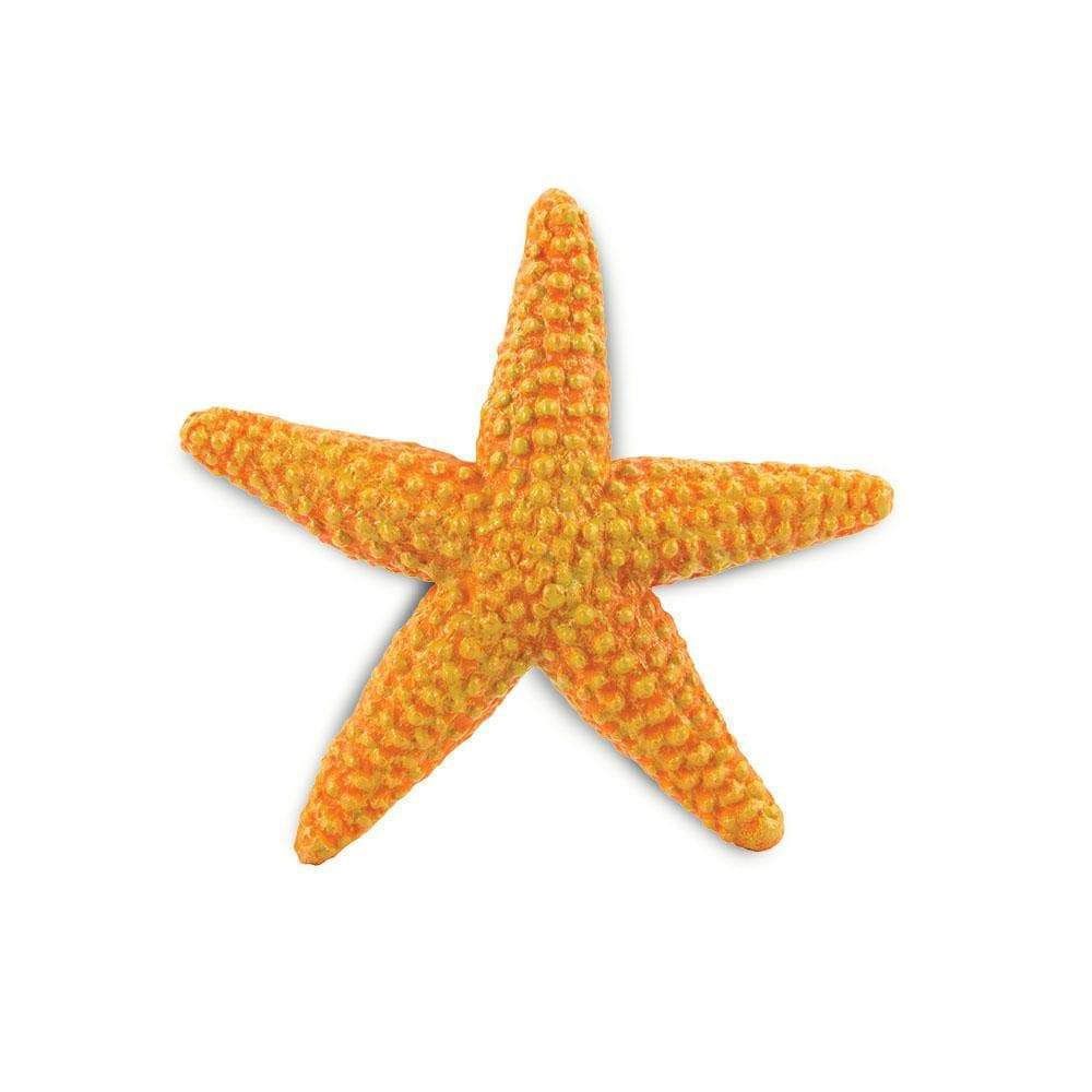 Orange Starfish/276829