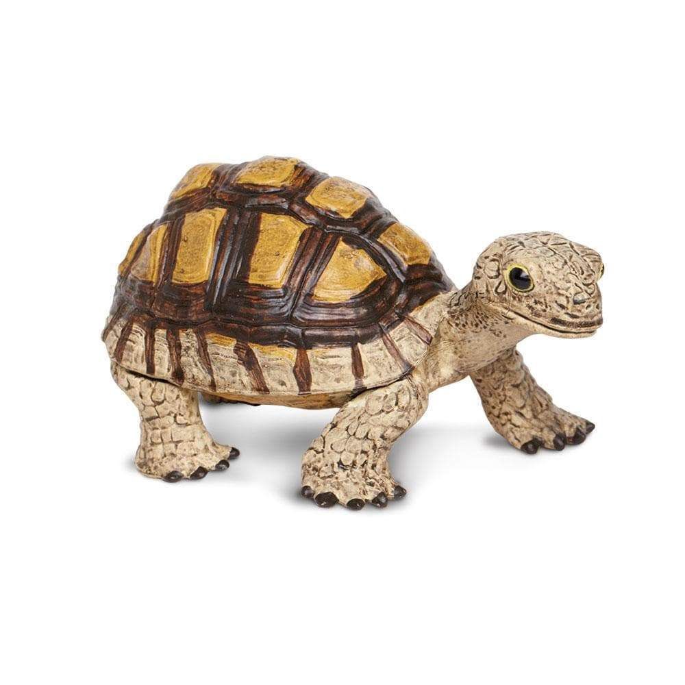 Tortoise/258629