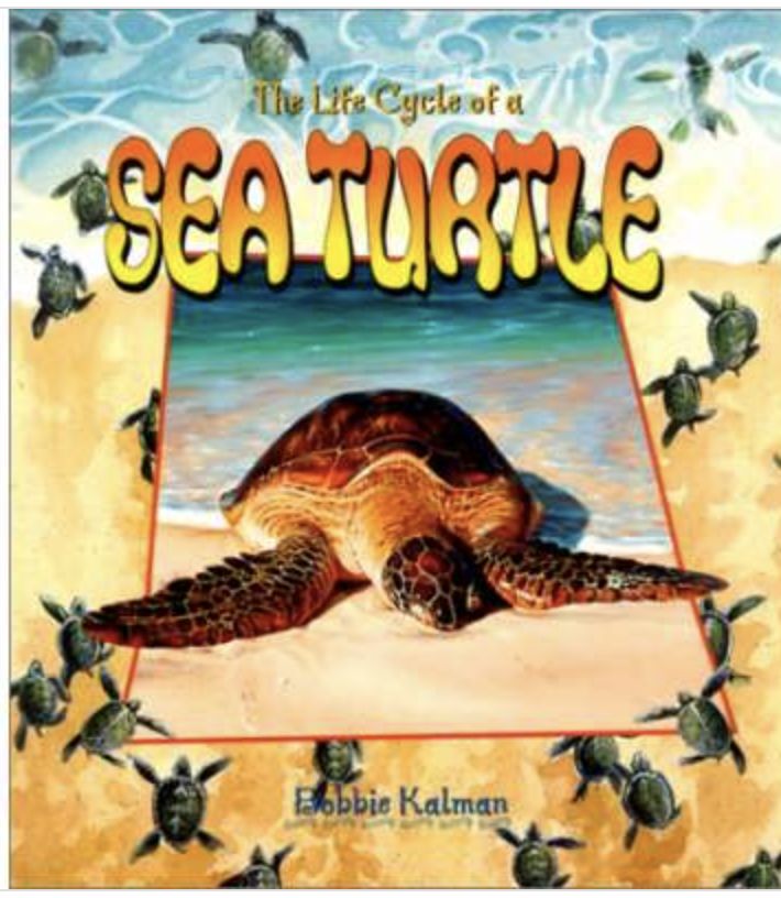 Life Cycle of Sea Turtle/CBP020