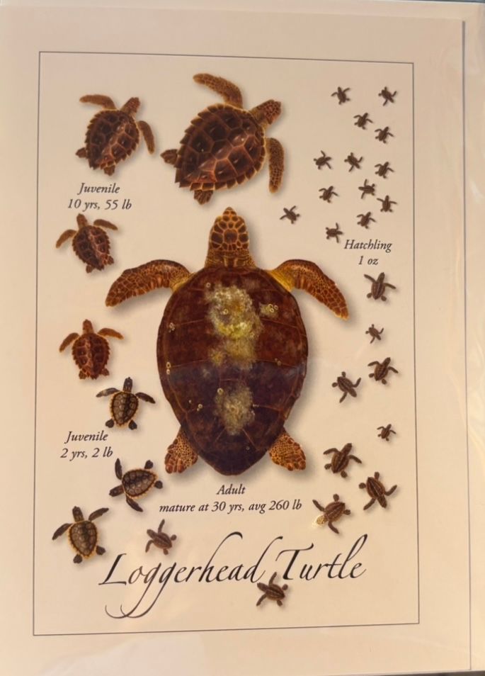 Loggerhead Note Card/GC-536NDU/6