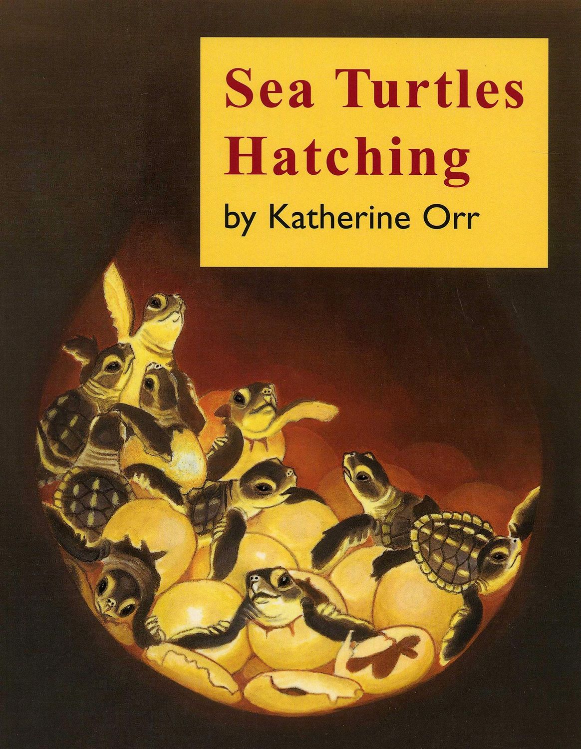 SEA TURTLES HATCHING