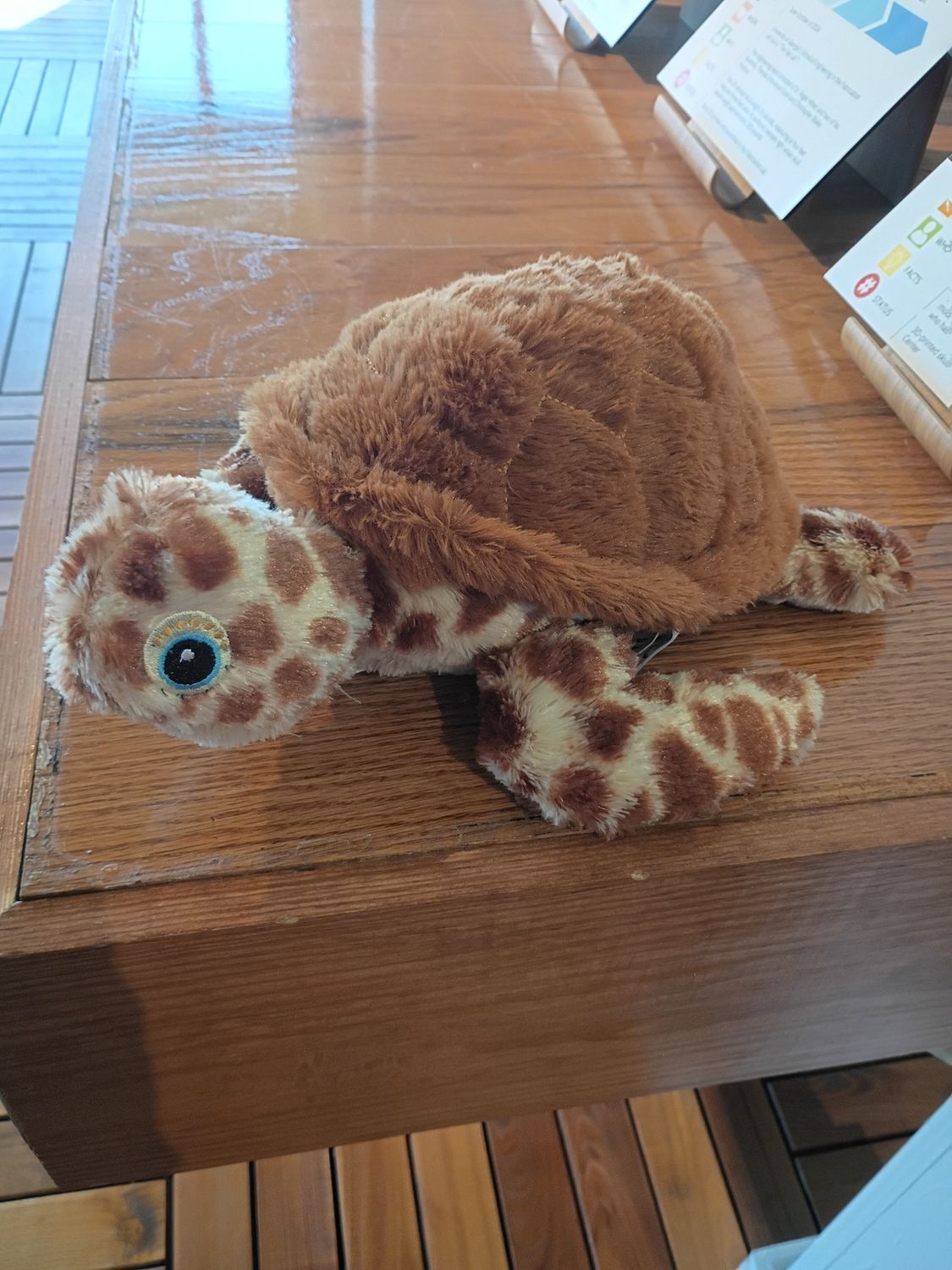 Loggerhead Turtle