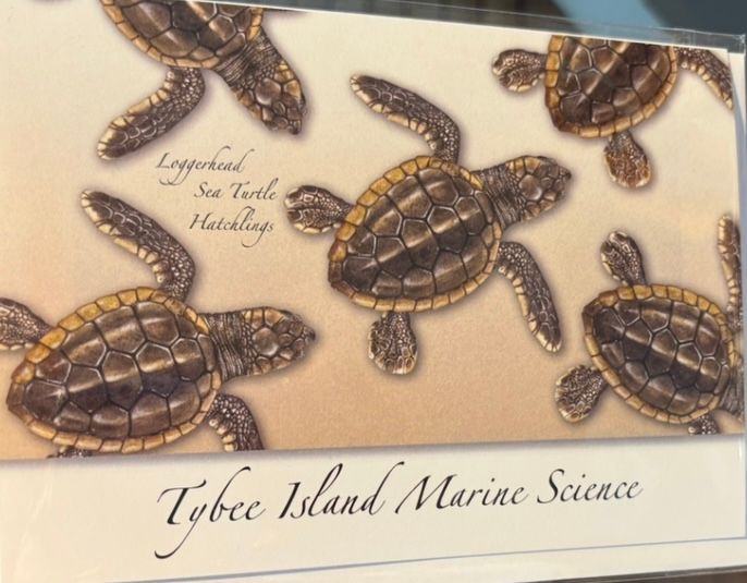 Loggerhead Hatchling Note Card/GC-363/6