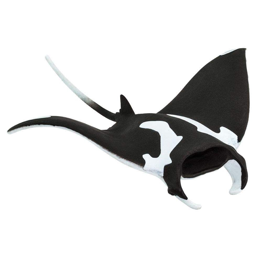 Manta Ray Safari