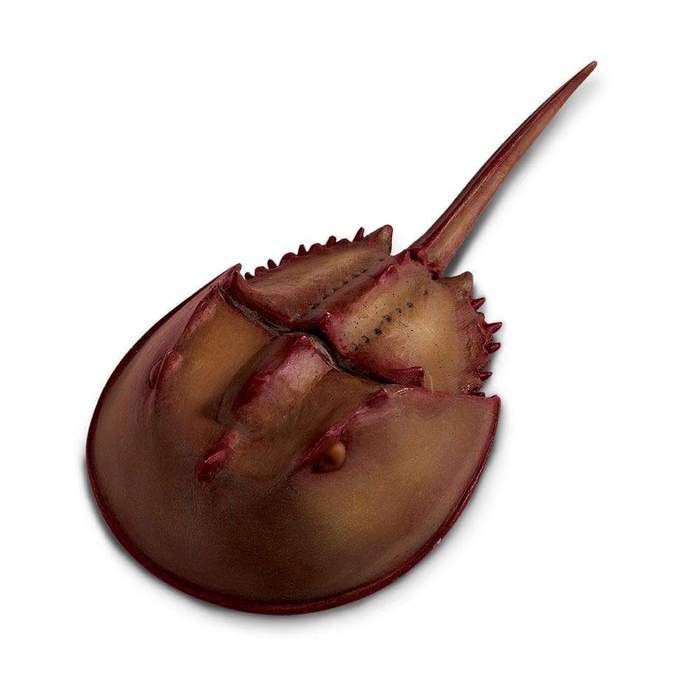 Horseshoe Crab/261429