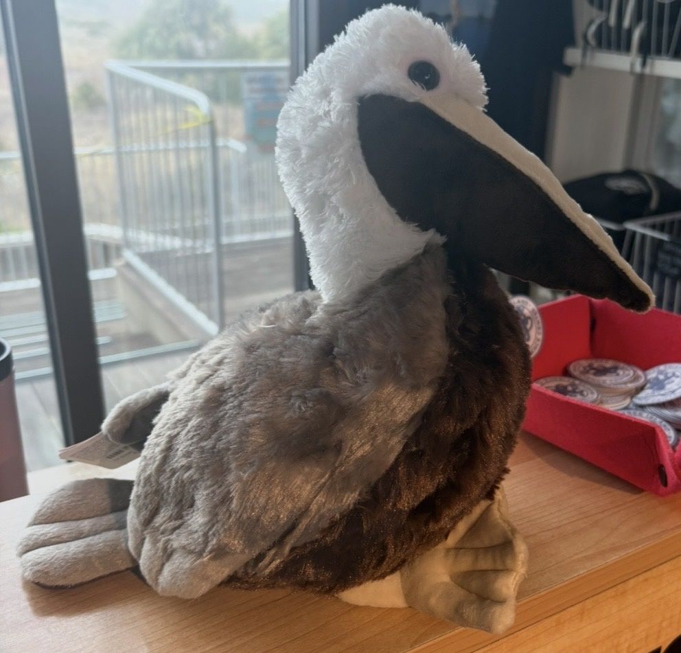CK Brown Pelican/21468