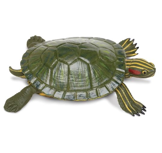 Incredible  Slider Turtle/269529/6
