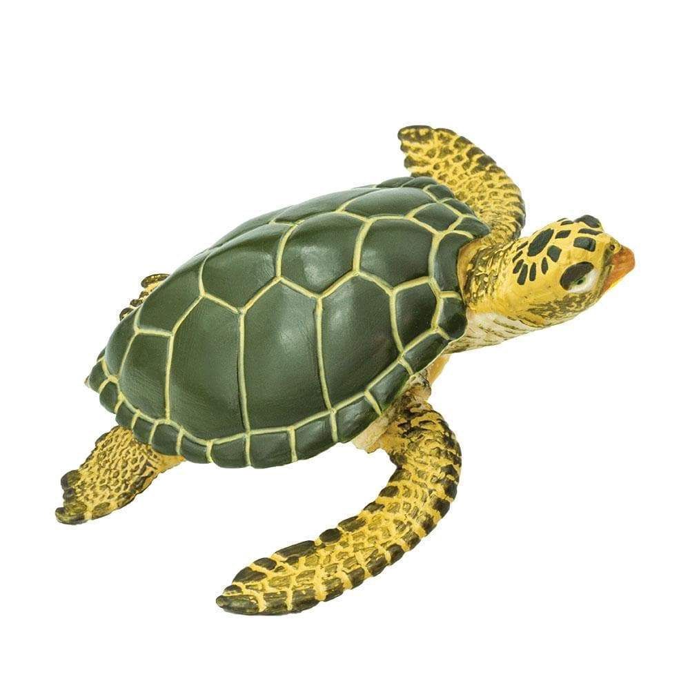 Green Sea Turtle Safari/274329