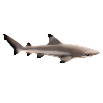 Blacktip Reef Shark/200029/3