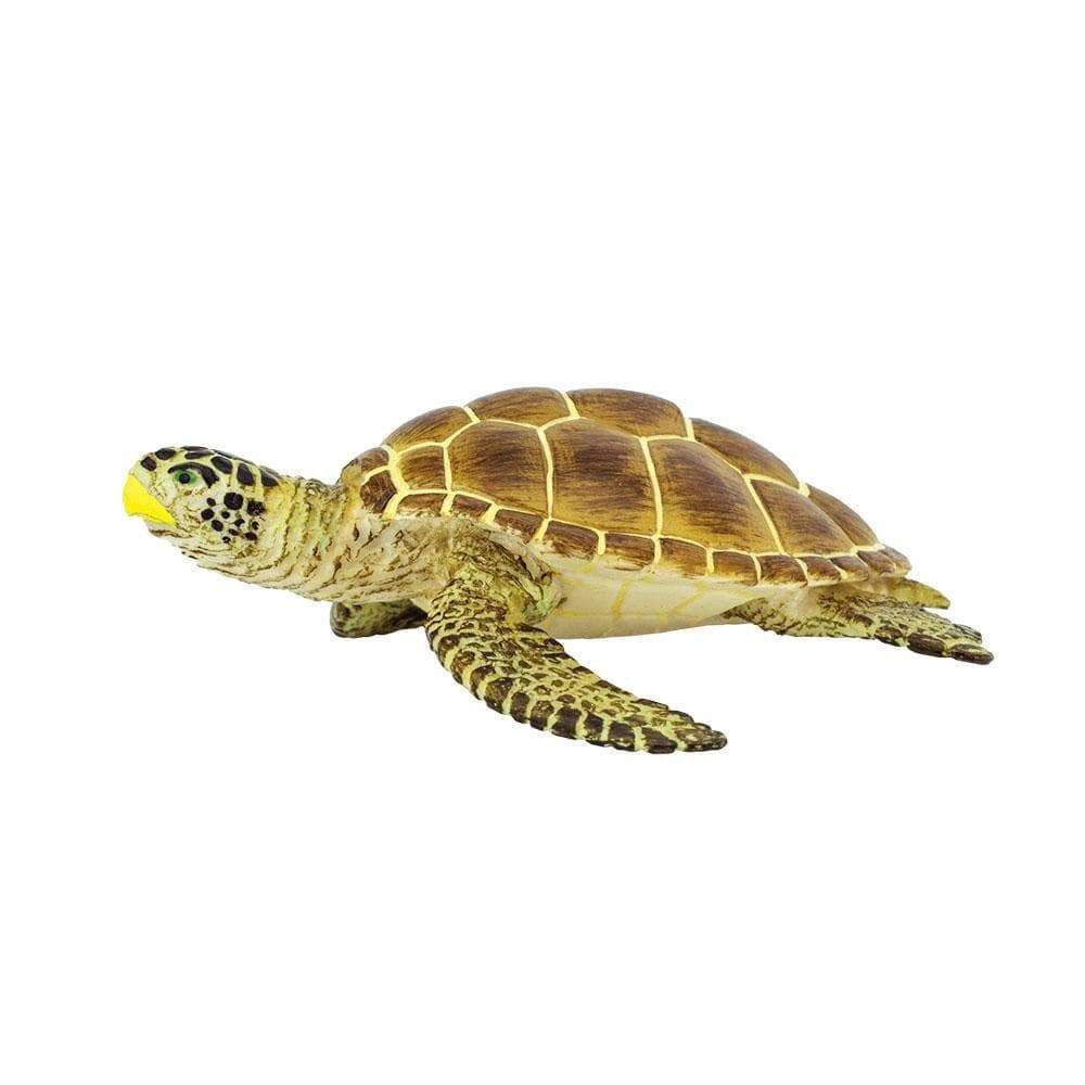 Sealife Loggerhead Safari/220229