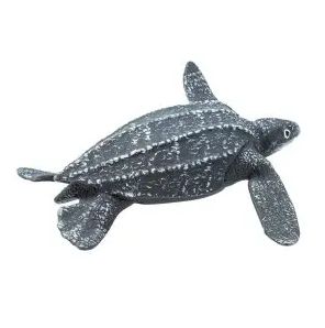 Leatherback/202429/6