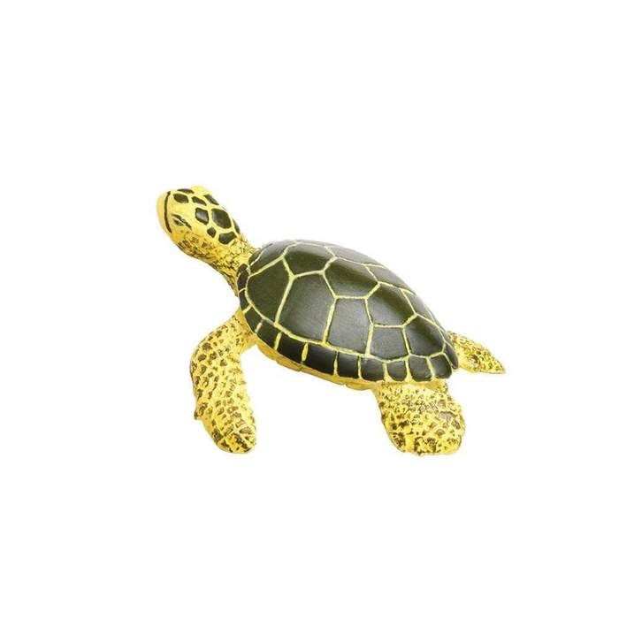 Green Sea Turtle Baby