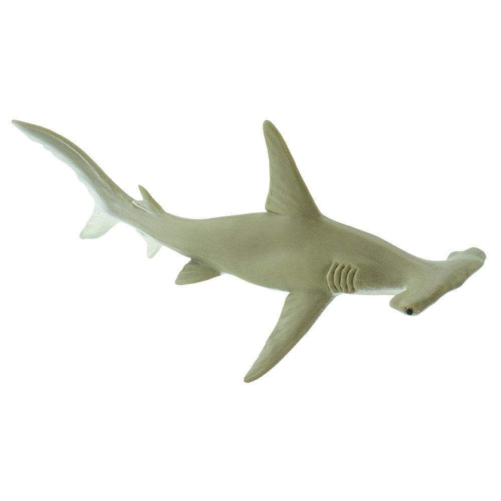 Hammerhead Safari/274829