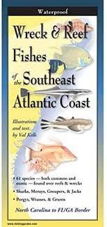 Wreck & Reef Fishes