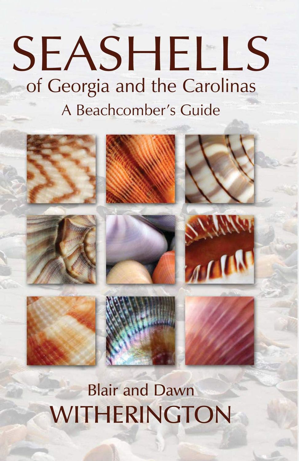 Seashells of GA & Carolinas