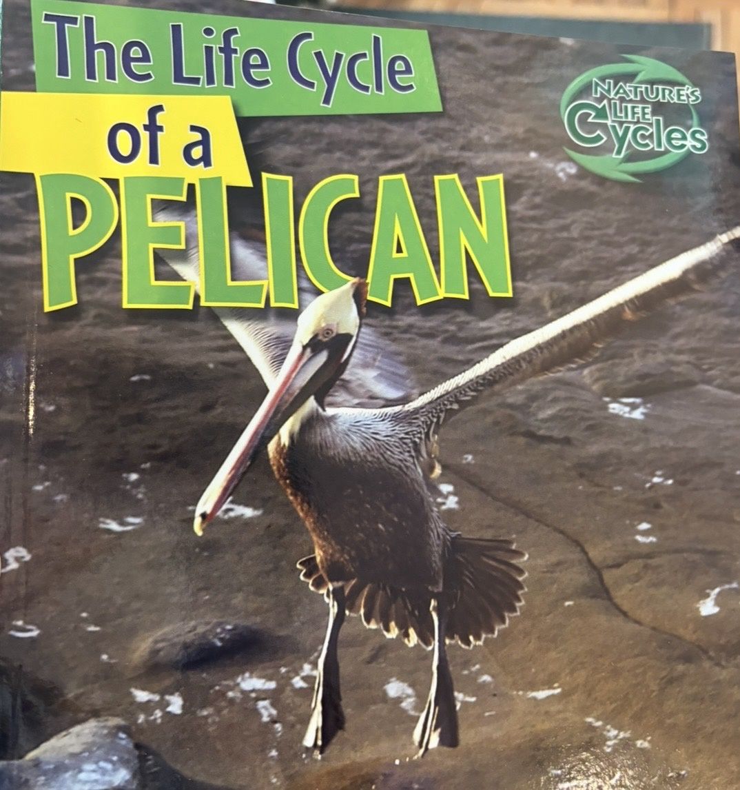 Life Of Pelican/9781433946844