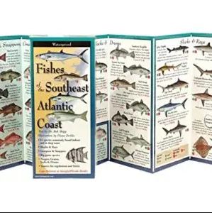 Fishes SE Atlantic Folding Guide