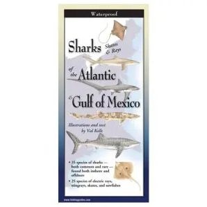 Sharks of the Atlantic & Gulf