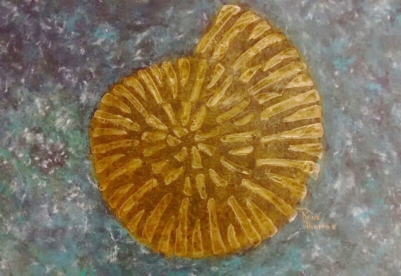 Caracol DEC-033